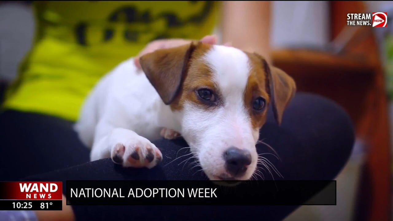 Springfield PetSmart participating in National Adoption Week festivities